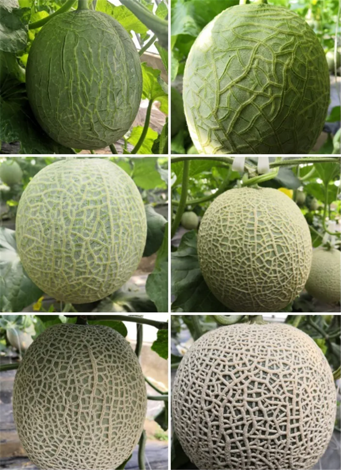 微信圖片_20200526090048.png