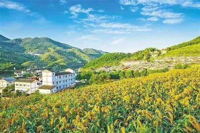 最高獎補8000萬！建設(shè)一批鄉(xiāng)村振興集成創(chuàng)新示范縣(圖2)
